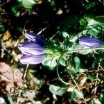 Gentiana clausa Blüte