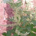 Amaranthus spinosusКветка