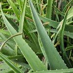 Aloe vera Blatt