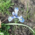 Iris reticulata Flower