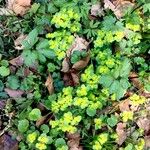 Chrysosplenium oppositifolium Habitat