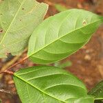 Ampelocera edentula Leaf