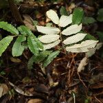 Parinari excelsa Folha