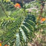 Caesalpinia pulcherrimaLeaf