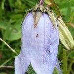 Campanula barbata Outro