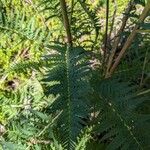 Pedicularis bracteosa Blatt