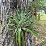 Tillandsia utriculata Лист