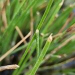 Cyperus laevigatus Corteza