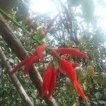 Erythrina corallodendron Flor