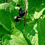 Celtis occidentalis Fruct