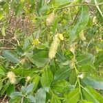 Salix pentandra Fiore