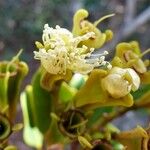 Syzygium pterocalyx Kukka