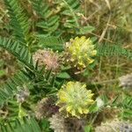 Astragalus alopecurus Blomst