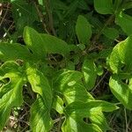 Tacca leontopetaloides Feuille