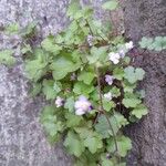 Cymbalaria muralis Habitus