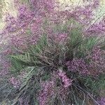 Limonium insigne Flower