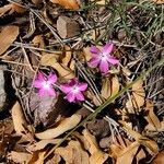 Phlox mesoleuca