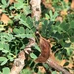 Vachellia permixta Leaf