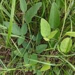 Desmodium canadense Blatt