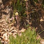 Geum triflorum Hábito