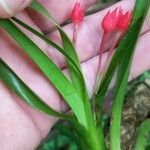 Maxillaria coccinea Flower