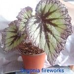 Begonia spp. List