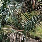 Macrozamia lucida Habit