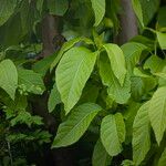 Holarrhena pubescens Leaf