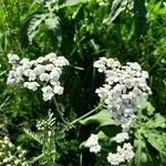 Achillea nobilisKvět