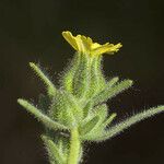 Madia gracilis Flor