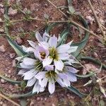 Colchicum gramineum Flower