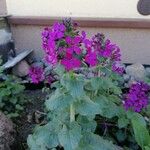 Lunaria annuaFlower