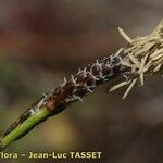 Carex ericetorum 花