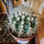 Echinocactus grusonii Ліст