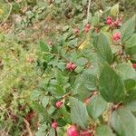 Cotoneaster franchetiiFrutto