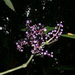 Miconia centrodesma Arall