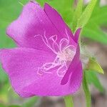 Callirhoe digitata Flower