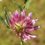 Trifolium wormskioldii Цвят