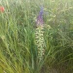 Muscari tenuiflorum Flower