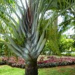 Dypsis decaryi 果