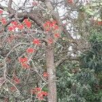 Erythrina abyssinica Flower