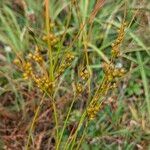 Juncus tenuis Frukt