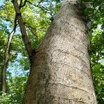 Machaerium biovulatum Bark