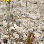 Chaenactis glabriuscula Hábito