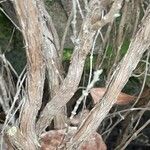 Thymus vulgaris 樹皮