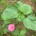 Malva trimestrisЛіст