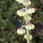 Pyrola minor Fruit