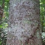 Parahancornia fasciculata Bark