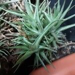 Tillandsia aeranthos 整株植物