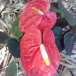 Anthurium andraeanum Flower